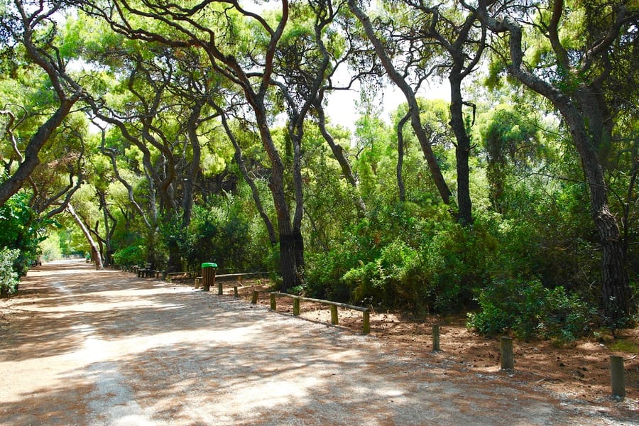 Πεύκα δίπλα στη θάλασσα στον Πευκιά